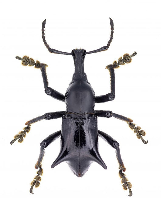 Black Horned Weevil from