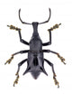 Black Horned Weevil from