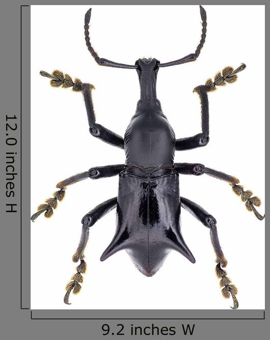 Black Horned Weevil from