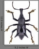 Black Horned Weevil from