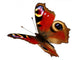 European Peacock butterfly (Inachis io) in flight Wall Decal