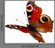 European Peacock butterfly (Inachis io) in flight Wall Decal