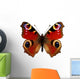 European Peacock Butterfly Inachis