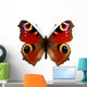 European Peacock Butterfly Inachis