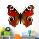 European Peacock Butterfly Inachis