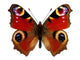 European Peacock Butterfly Inachis