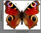 European Peacock Butterfly Inachis