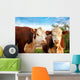 Two Curious Cows