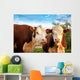 Two Curious Cows