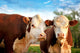 Two Curious Cows
