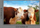 Two Curious Cows