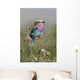 Rollier Lilac Chest Coracias Wall Mural