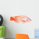 Red Tilapia Isolated on White Background Wall Decal