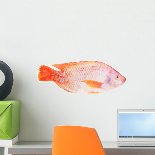 Red Tilapia Isolated on White Background Wall Decal