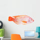 Red Tilapia Isolated on White Background Wall Decal
