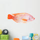 Red Tilapia Isolated on White Background Wall Decal