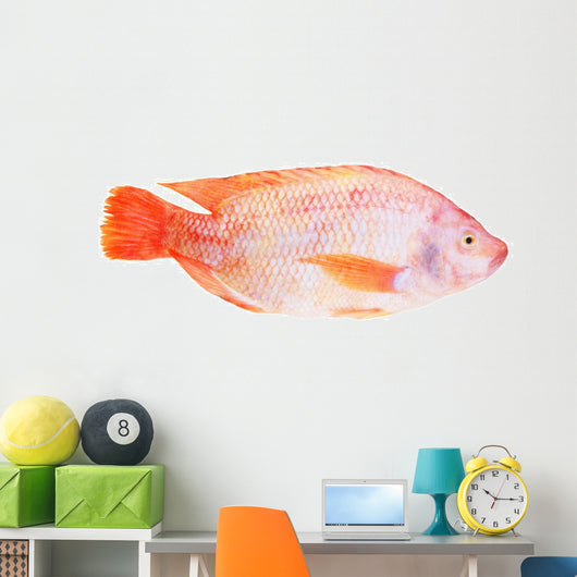Red Tilapia Isolated on White Background Wall Decal