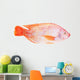 Red Tilapia Isolated on White Background Wall Decal