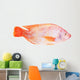 Red Tilapia Isolated on White Background Wall Decal