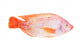 Red Tilapia Isolated on White Background Wall Decal