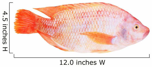 Red Tilapia Isolated on White Background Wall Decal
