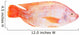Red Tilapia Isolated on White Background Wall Decal