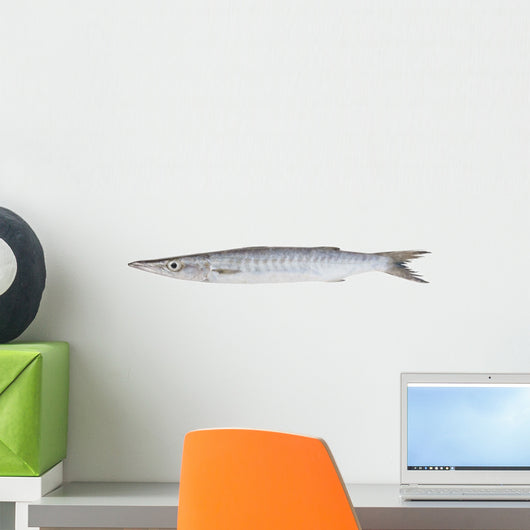 Fresh Barracuda Fish on White Background Wall Decal