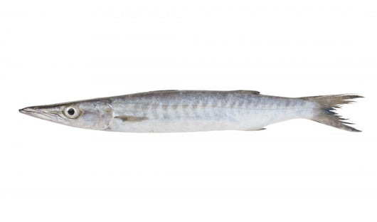 Fresh Barracuda Fish on White Background Wall Decal