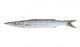 Fresh Barracuda Fish on White Background Wall Decal