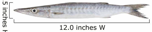 Fresh Barracuda Fish on White Background Wall Decal