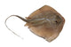 Fresh Ray Fish White Wall Decal
