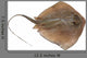 Fresh Ray Fish White Wall Decal