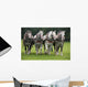 Percheron Wall Mural