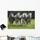 Percheron Wall Mural