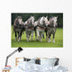 Percheron Wall Mural