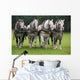Percheron Wall Mural