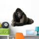 Young Silverback Gorilla Wall Decal