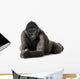 Young Silverback Gorilla Wall Decal