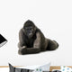 Young Silverback Gorilla Wall Decal