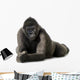 Young Silverback Gorilla Wall Decal
