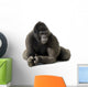 Young Silverback Gorilla Wall Decal