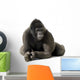 Young Silverback Gorilla Wall Decal