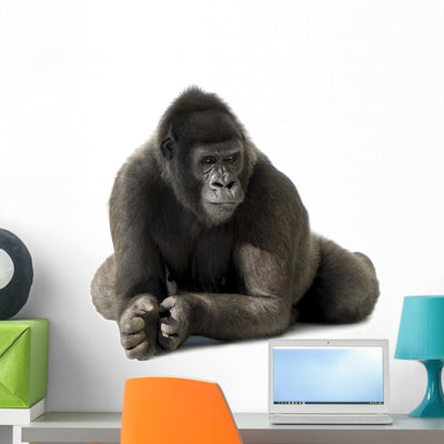 Young Silverback Gorilla Wall Decal shown on a wall