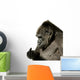 Young Silverback Gorilla Wall Decal