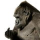 Young Silverback Gorilla Wall Decal