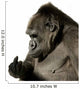 Young Silverback Gorilla Wall Decal