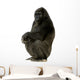 Young Silverback Gorilla Wall Decal
