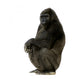 Young Silverback Gorilla Wall Decal