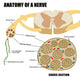 Anatomy Nerve