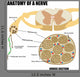 Anatomy Nerve